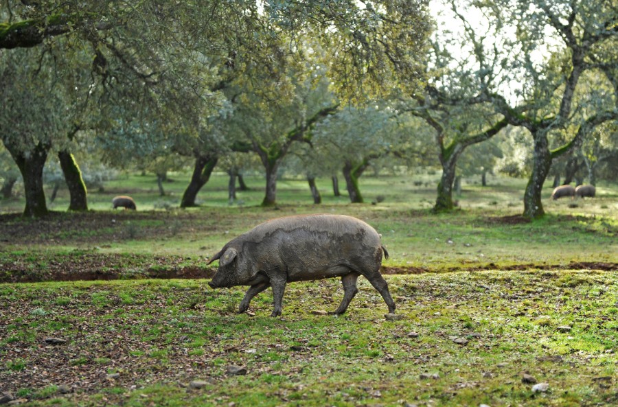 Cría del cerdo ibérico